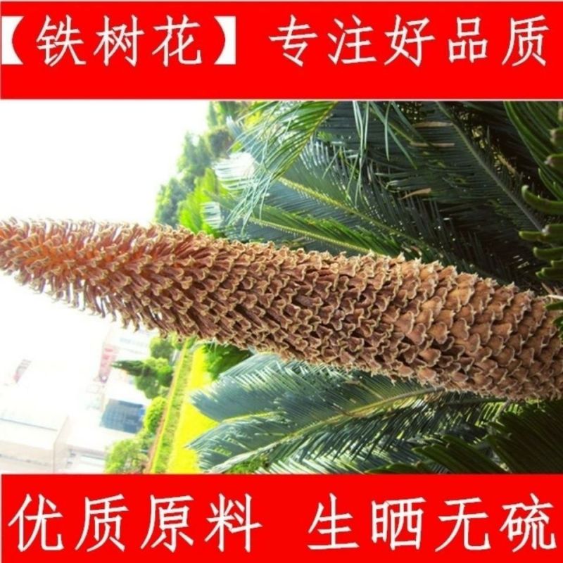 铁树花中药材自然晾晒干净无硫正品中药材铁树花