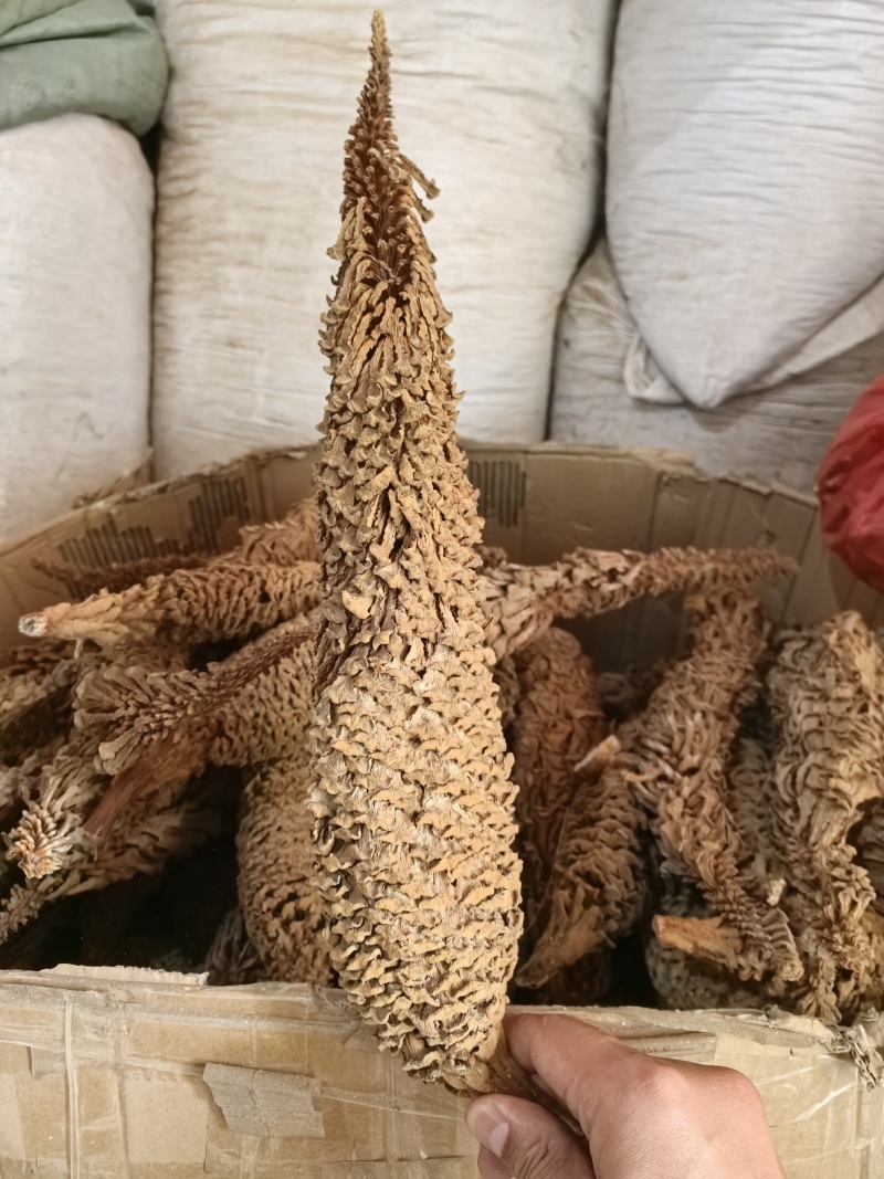 铁树花中药材自然晾晒干净无硫正品中药材铁树花