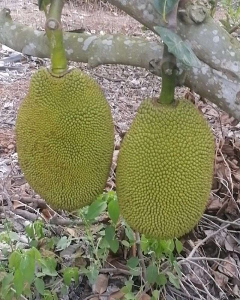 海南菠萝蜜