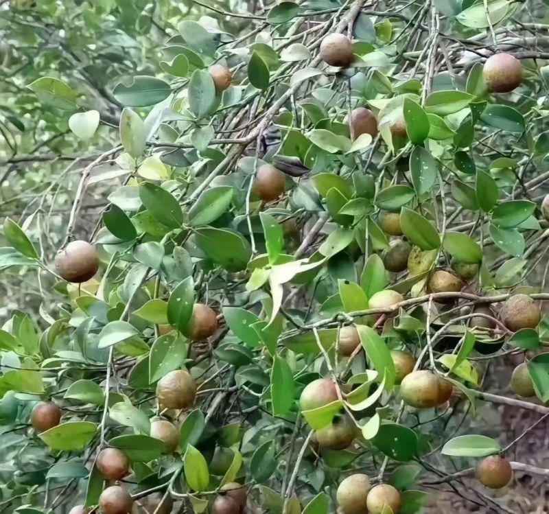 山茶籽油