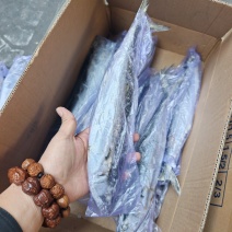 山东威海石岛4-6两6-8两鲅鱼（马鲛鱼）