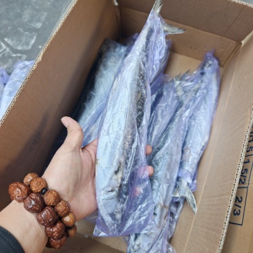 山东威海石岛4-6两6-8两鲅鱼（马鲛鱼）