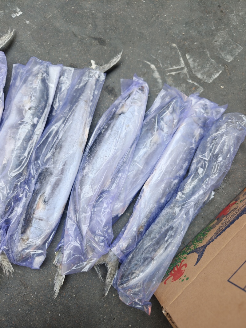 山东威海石岛4-6两6-8两鲅鱼（马鲛鱼）