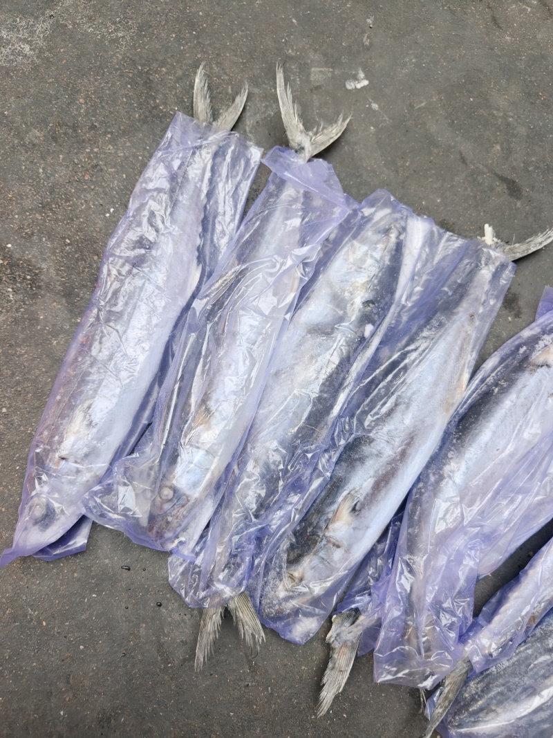 山东威海石岛4-6两6-8两鲅鱼（马鲛鱼）