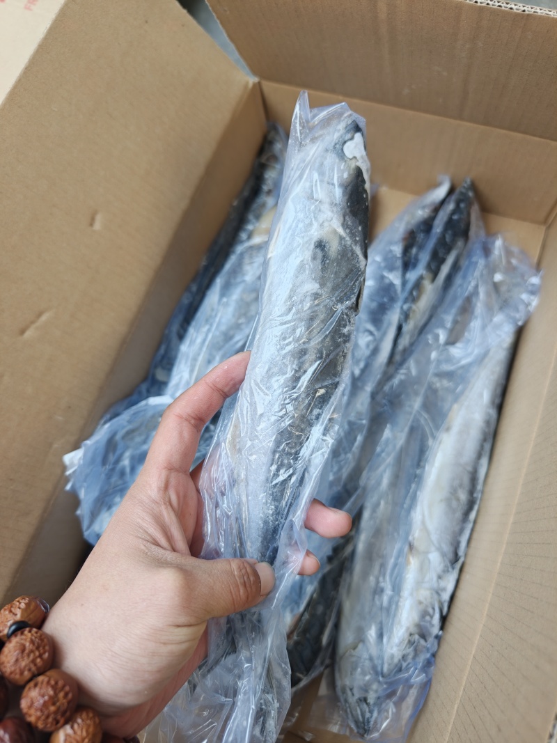 山东威海石岛4-6两6-8两鲅鱼（马鲛鱼）