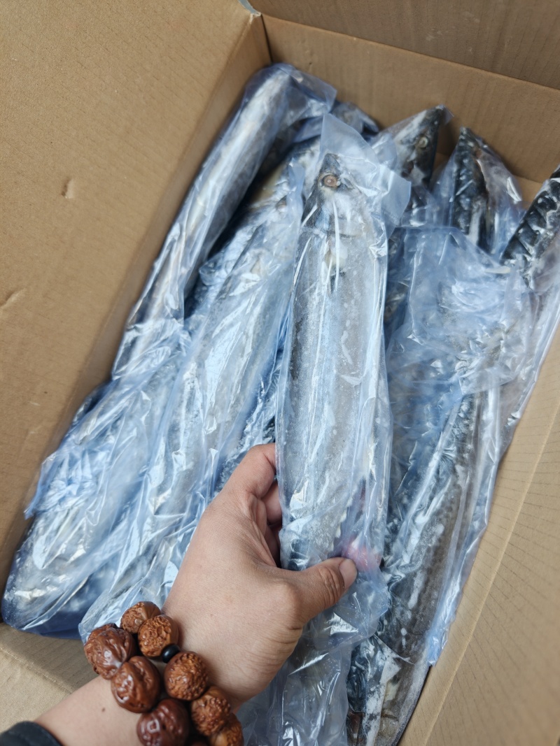 山东威海石岛4-6两6-8两鲅鱼（马鲛鱼）