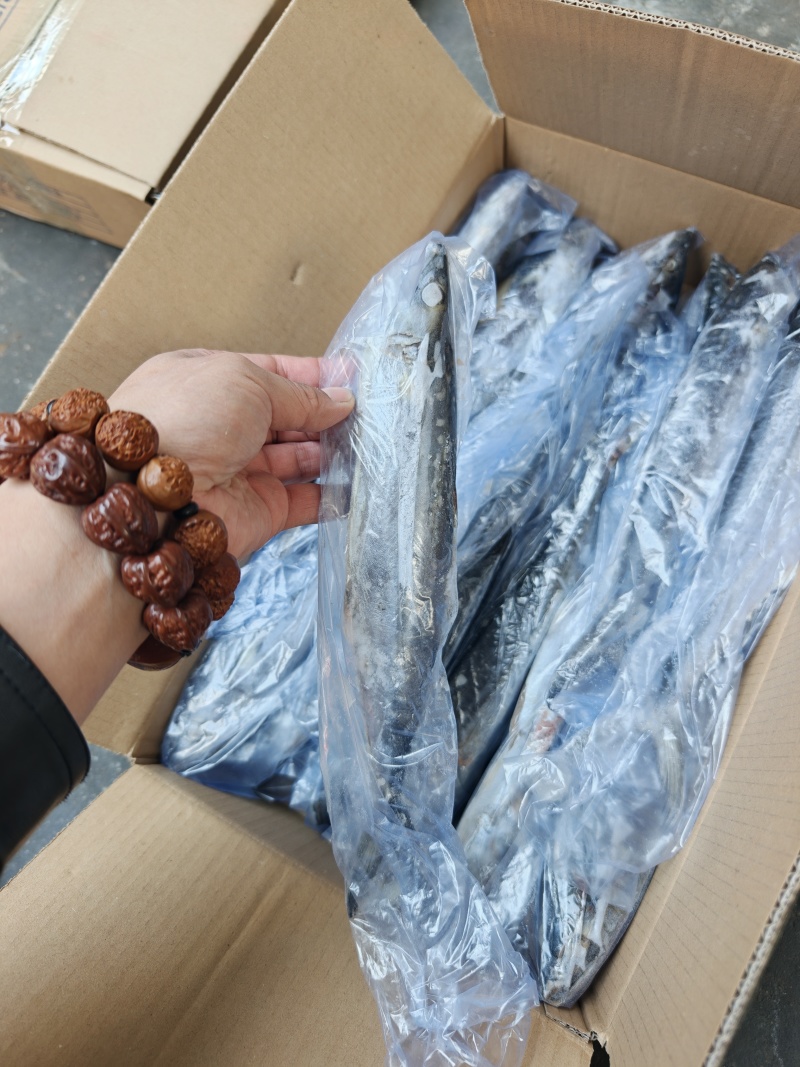 山东威海石岛4-6两6-8两鲅鱼（马鲛鱼）