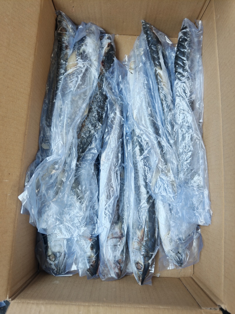 山东威海石岛4-6两6-8两鲅鱼（马鲛鱼）