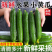 寿光小黄瓜