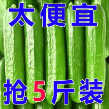 寿光小黄瓜