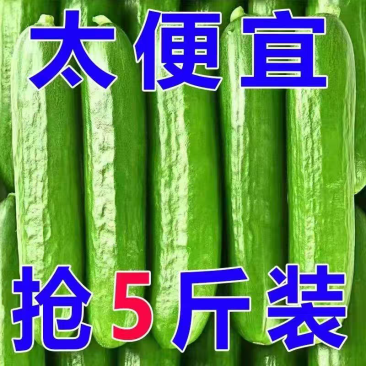 寿光小黄瓜