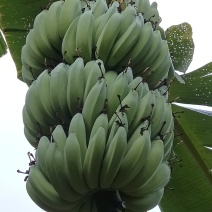 芭蕉