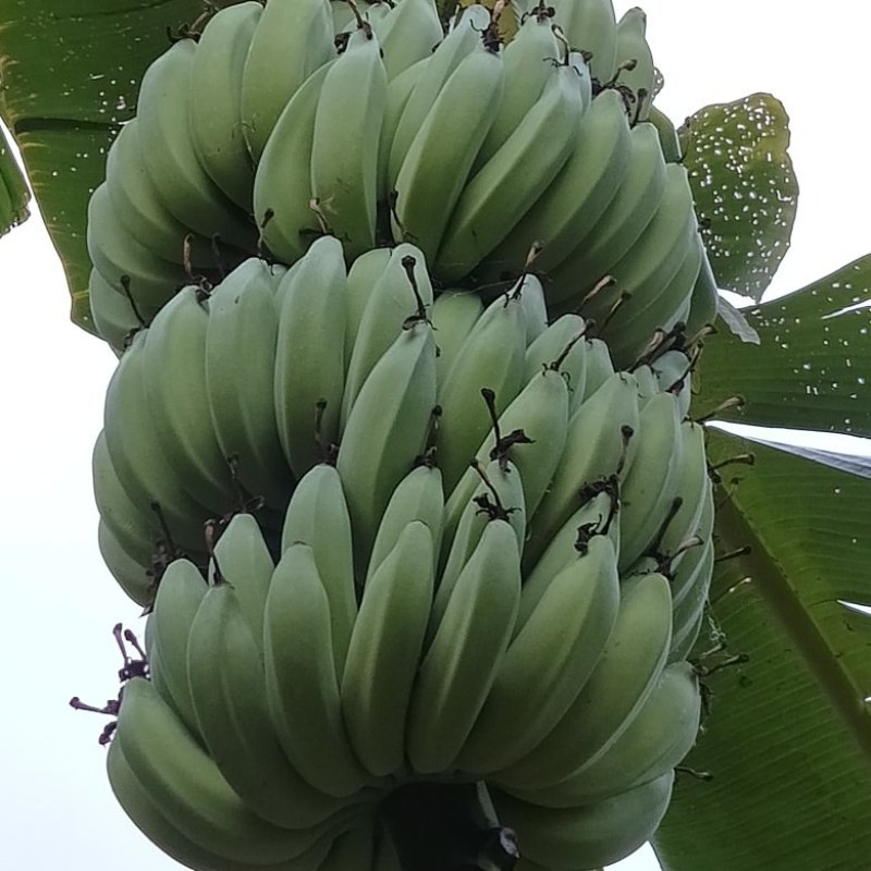 芭蕉