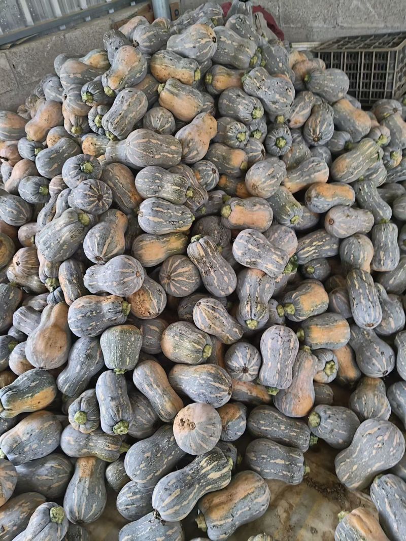 小金香南瓜，大量供应，欢迎各位咨询！
