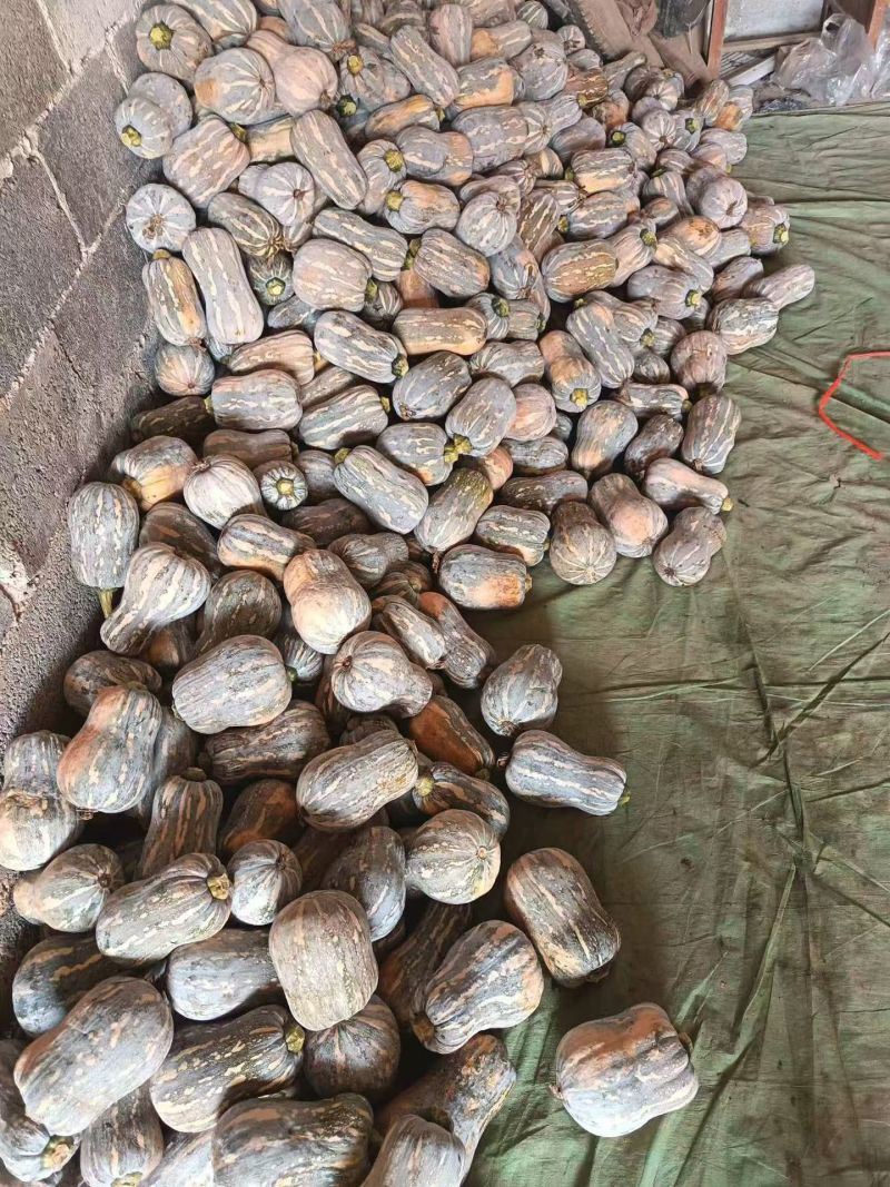 小金香南瓜，大量供应，欢迎各位咨询！