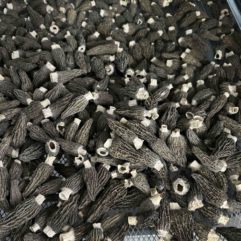 头茬羊肚菌干货精选肉厚羊肚菌产地一手货源支持一件代发