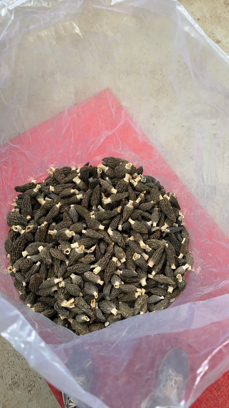 头茬羊肚菌干货精选肉厚羊肚菌产地一手货源支持一件代发