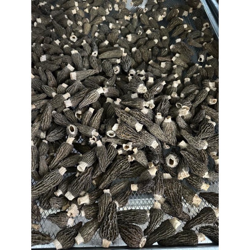 头茬羊肚菌干货精选肉厚羊肚菌产地一手货源支持一件代发