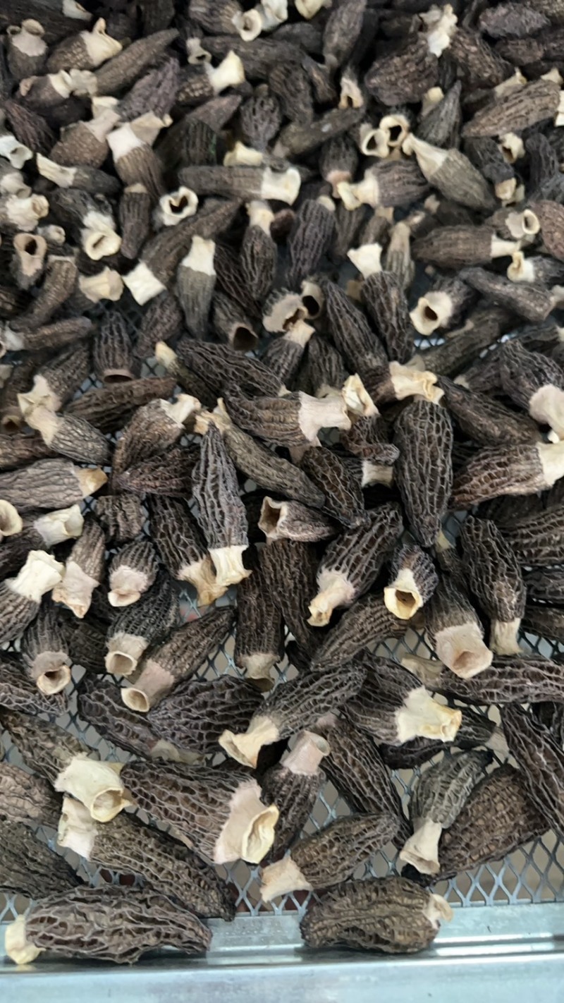 头茬羊肚菌干货精选肉厚羊肚菌产地一手货源支持一件代发