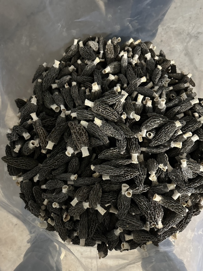 头茬羊肚菌干货精选肉厚羊肚菌产地一手货源支持一件代发