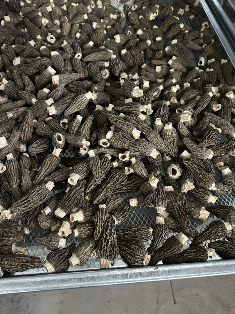 头茬羊肚菌干货精选肉厚羊肚菌产地一手货源支持一件代发