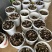 头茬羊肚菌干货精选肉厚羊肚菌产地一手货源支持一件代发