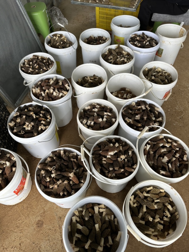 头茬羊肚菌干货精选肉厚羊肚菌产地一手货源支持一件代发