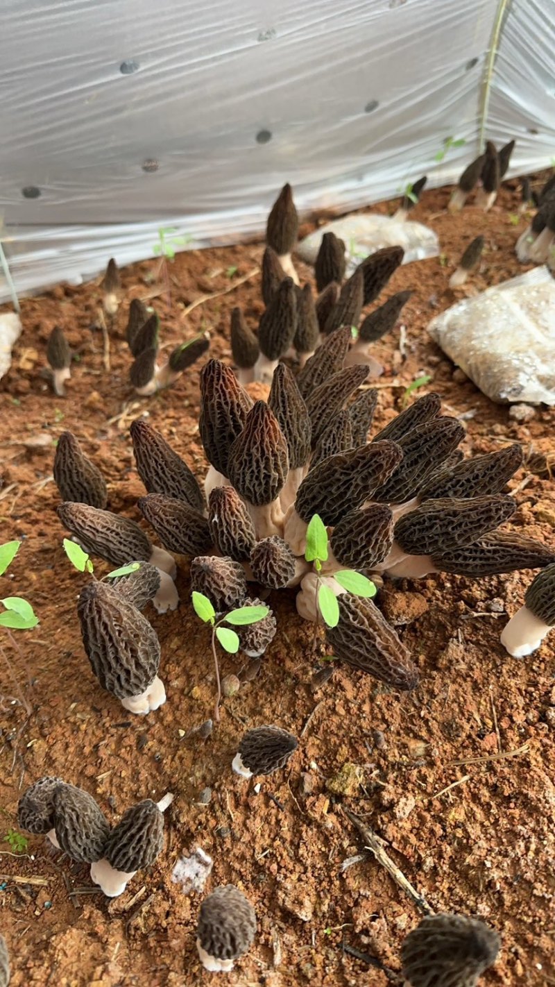 头茬羊肚菌干货精选肉厚羊肚菌产地一手货源支持一件代发