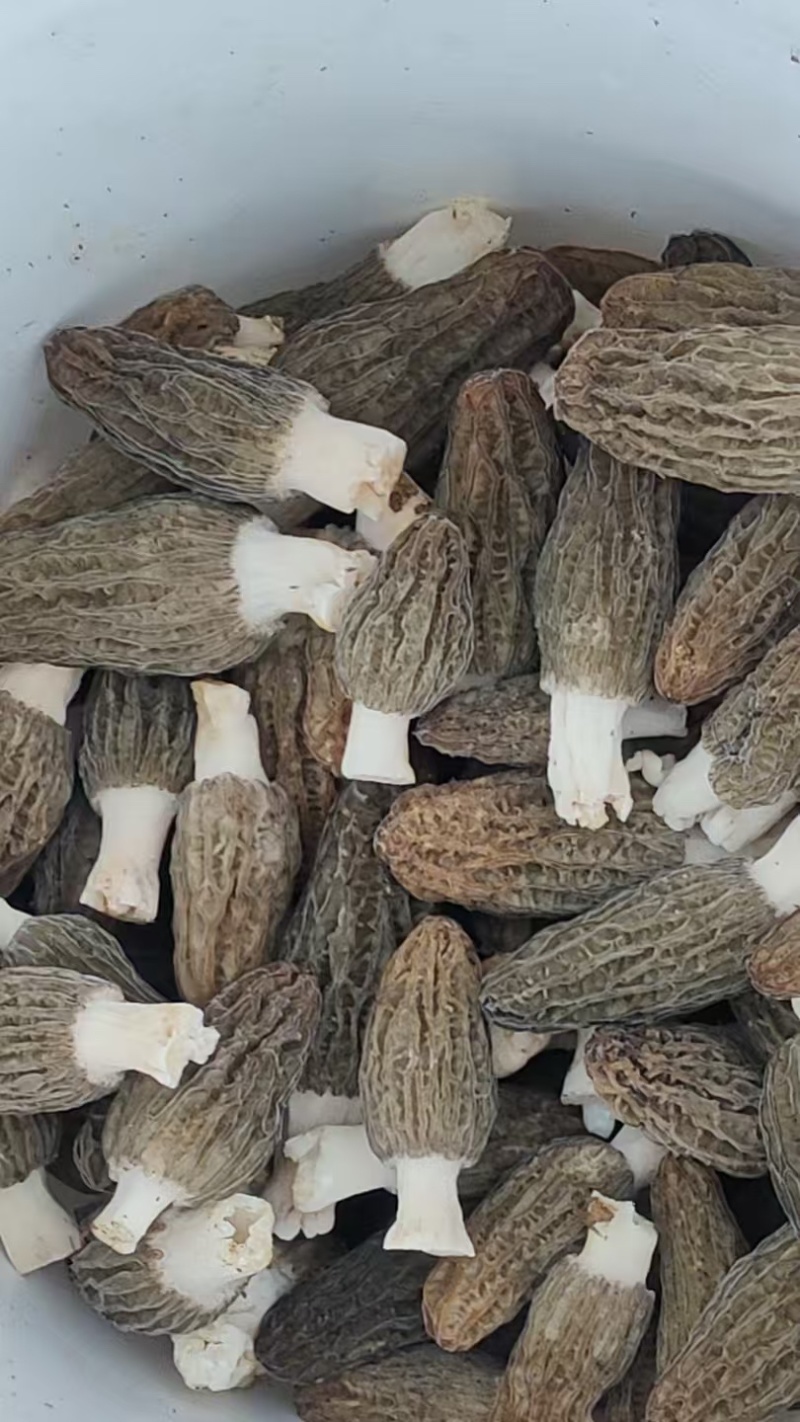 头茬羊肚菌干货精选肉厚羊肚菌产地一手货源支持一件代发