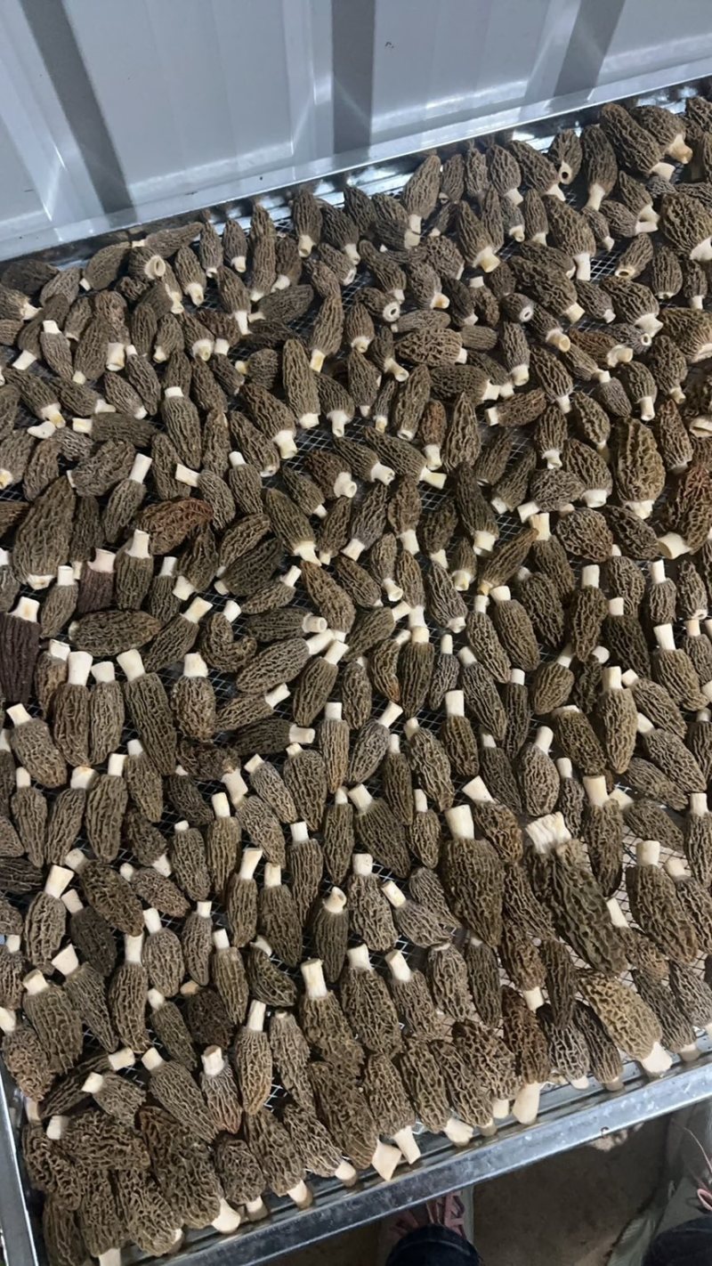 头茬羊肚菌干货精选肉厚羊肚菌产地一手货源支持一件代发