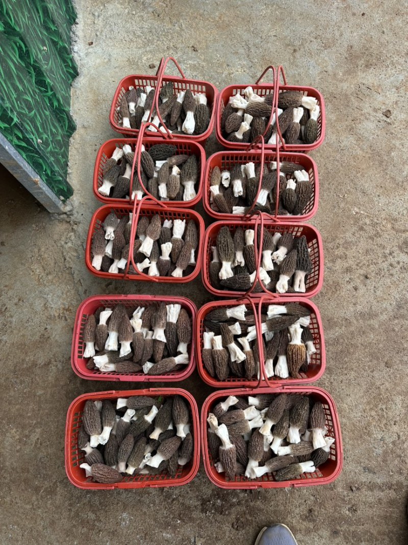 头茬羊肚菌干货精选肉厚羊肚菌产地一手货源支持一件代发