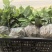 高含量高萌发柔毛淫羊藿种苗
