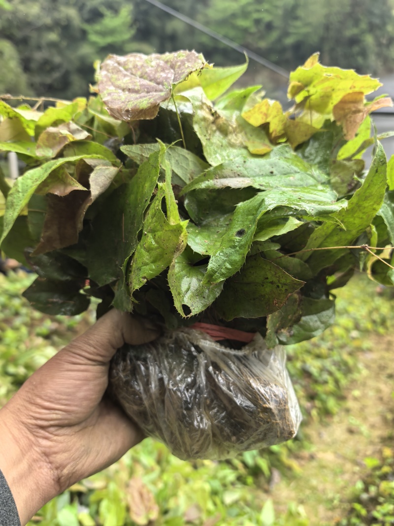 高含量高萌发柔毛淫羊藿种苗