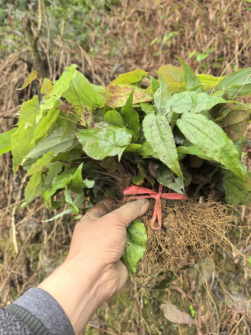 高含量高萌发柔毛淫羊藿种苗