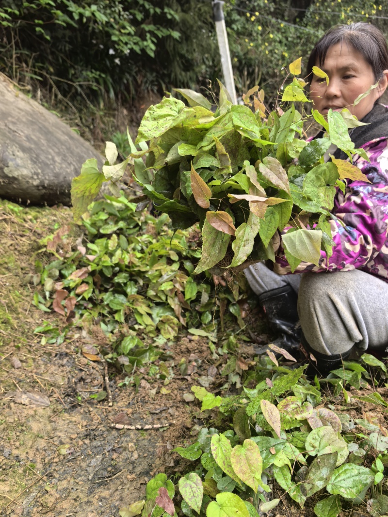 高含量高萌发柔毛淫羊藿种苗