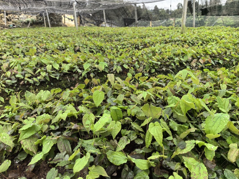 高含量高萌发柔毛淫羊藿种苗