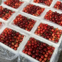 山东大樱桃