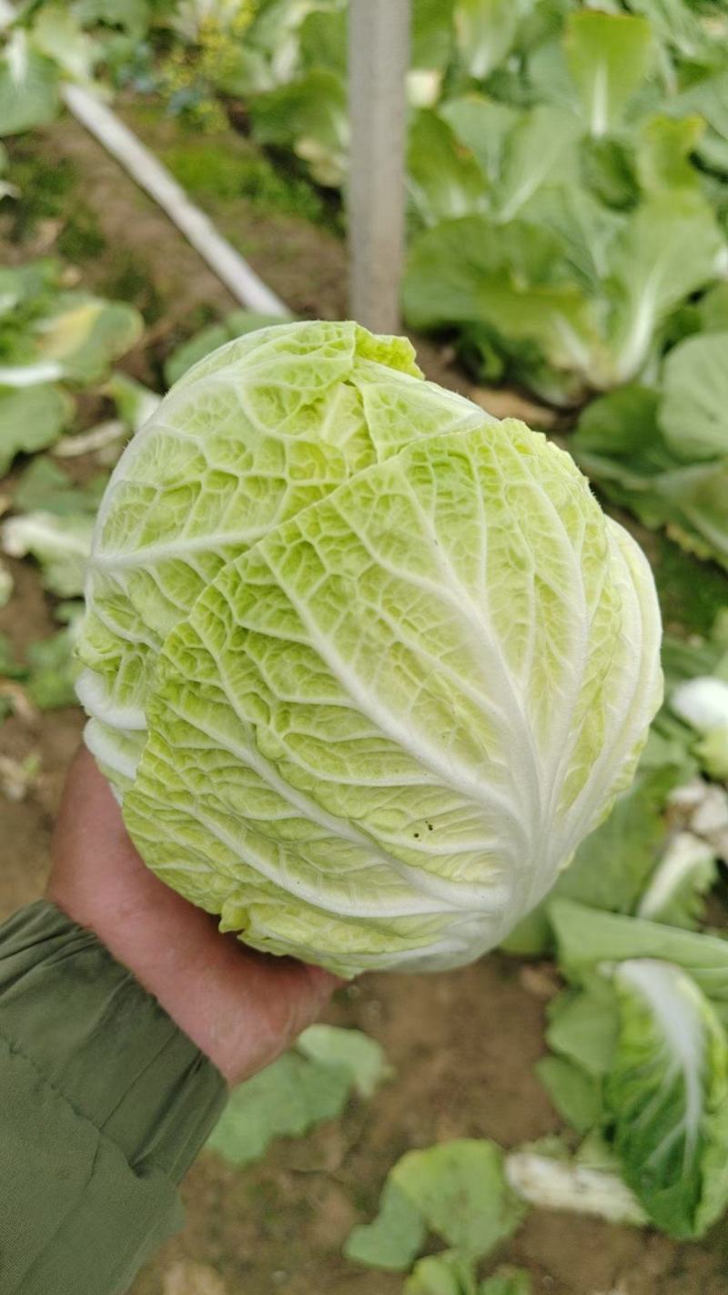 白菜
