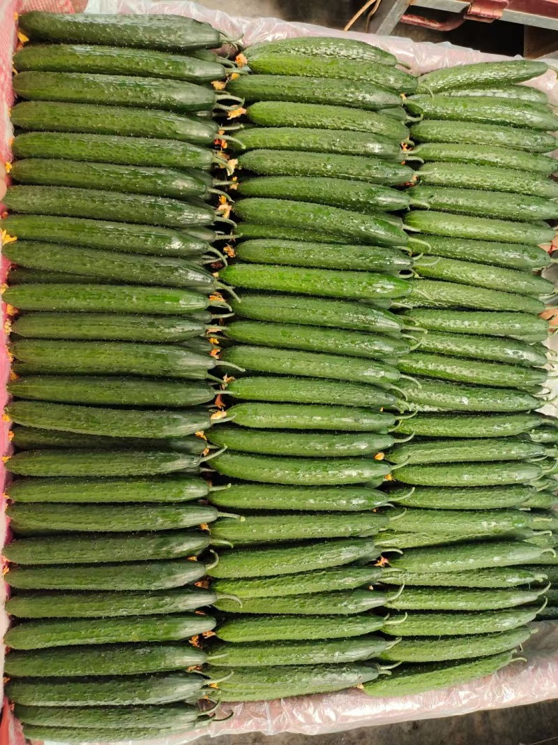 密刺黄瓜，油亮黄瓜，大量供应，产地直发，
