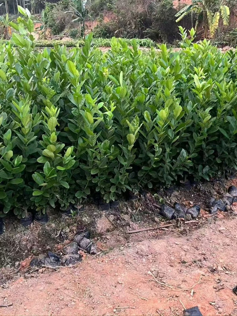 香水柠檬苗