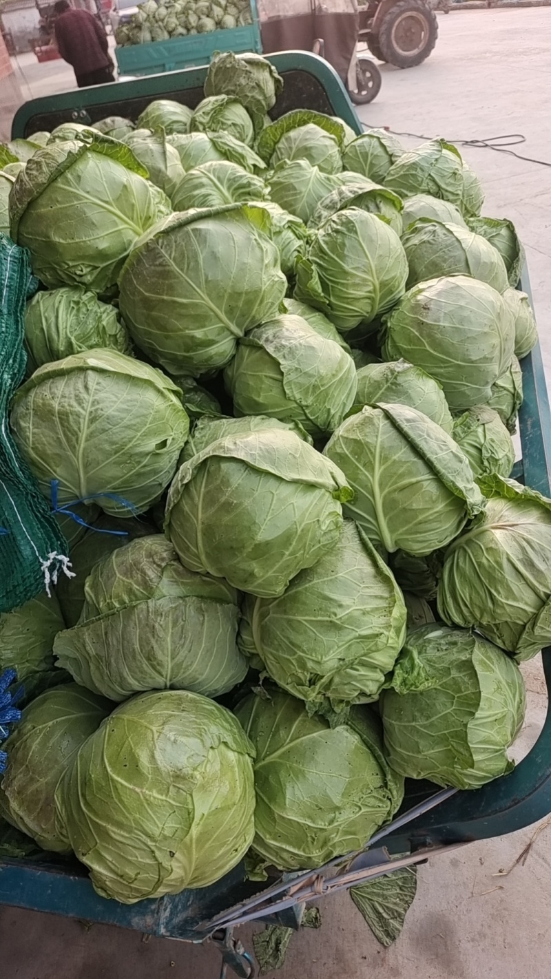 甘蓝圆包菜产地直发一手货源，万亩蔬菜基地