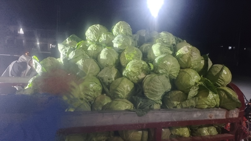 甘蓝圆包菜产地直发一手货源，万亩蔬菜基地