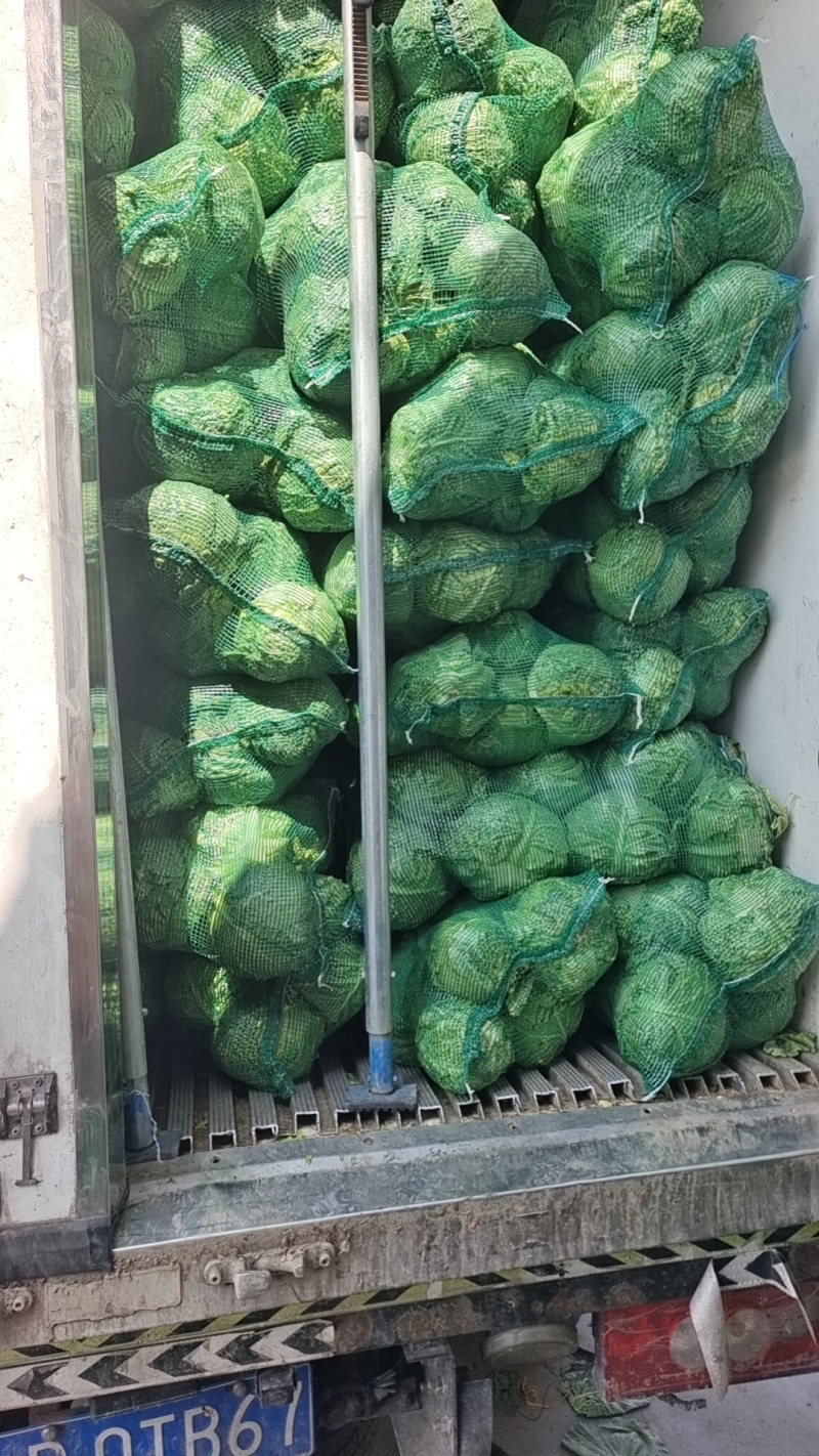 甘蓝圆包菜产地直发一手货源，万亩蔬菜基地