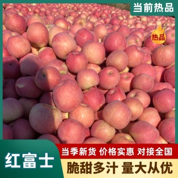 精品片红富士，量大从优，欢迎咨询订购品尝
