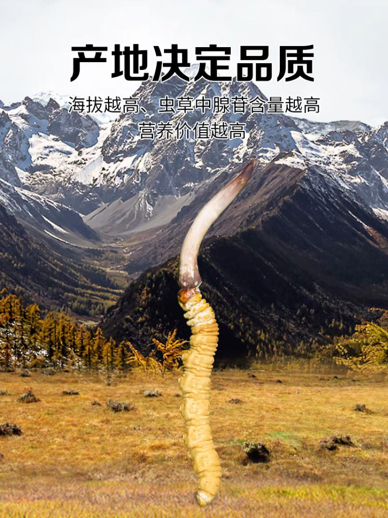 2026头期冬虫夏草鲜虫草批发产地直发虫草节日送礼