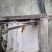 土蜂蜜
