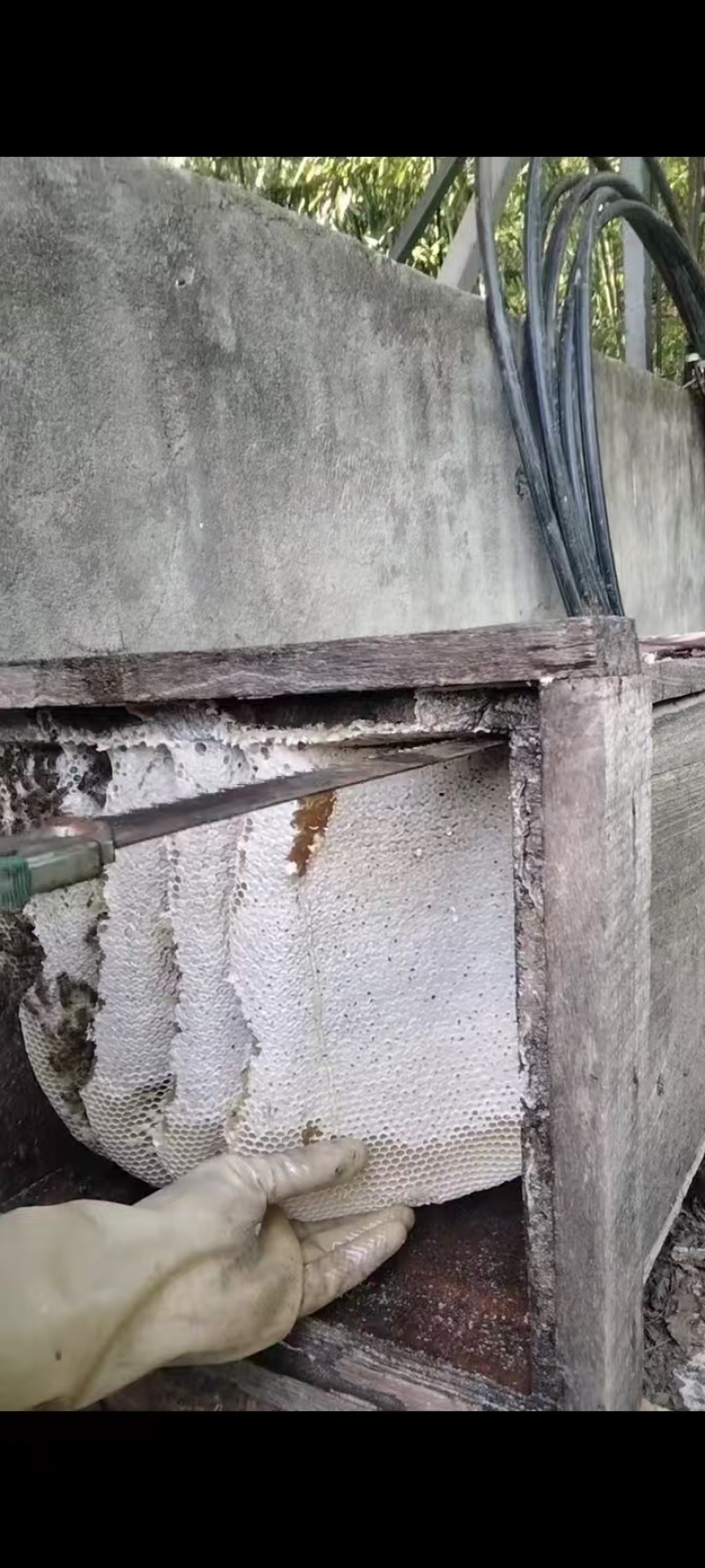 土蜂蜜