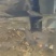 活马口鱼