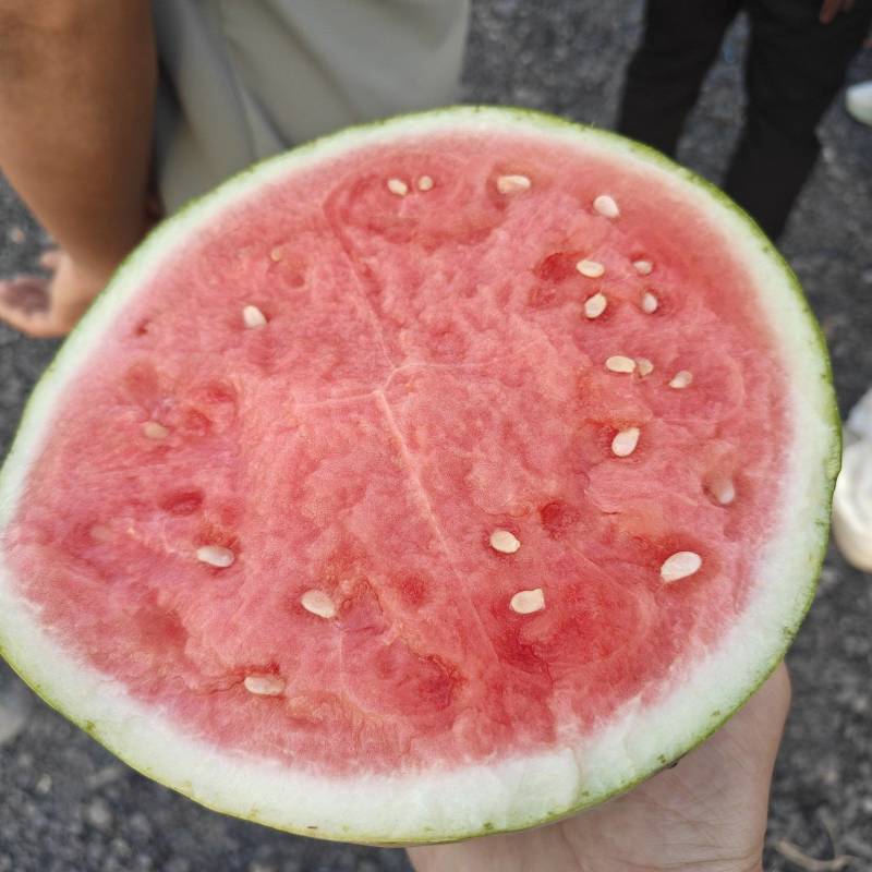 西瓜精品现货秒发商丘夏邑西瓜美都西瓜欢迎老板联系