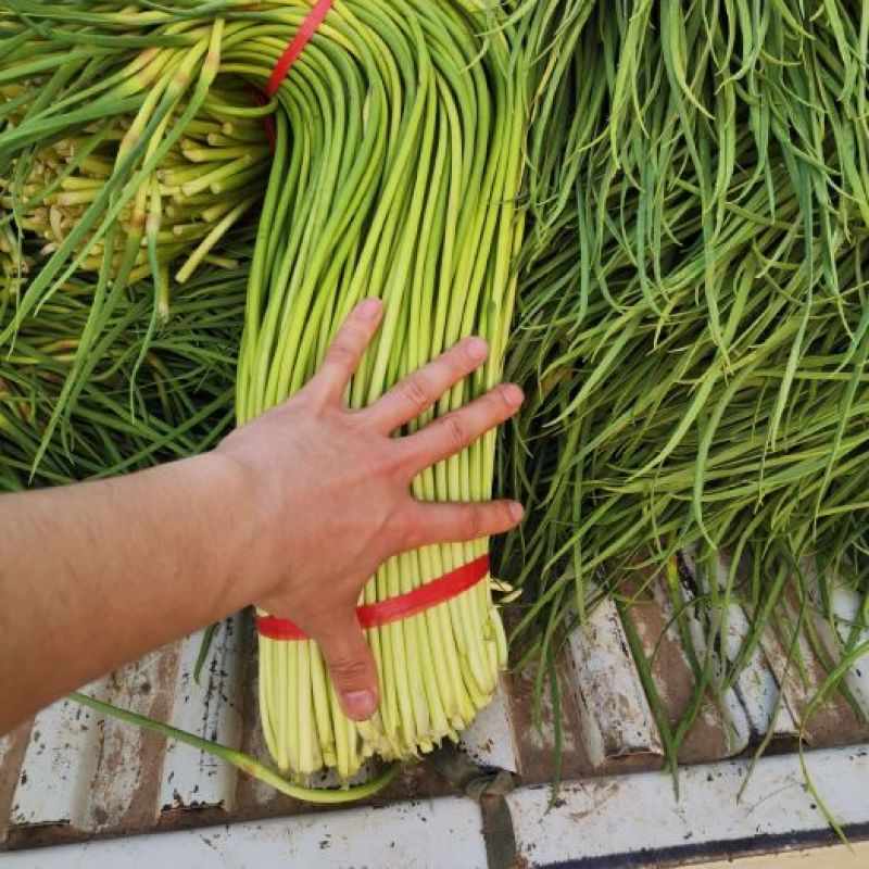 湖北精品洋蒜苔，大量上市，品质保证，价格优惠可发全国市场